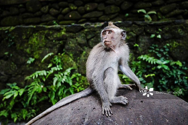 印尼的猴子图片素材