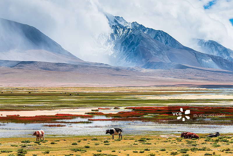神山下的牛图片素材
