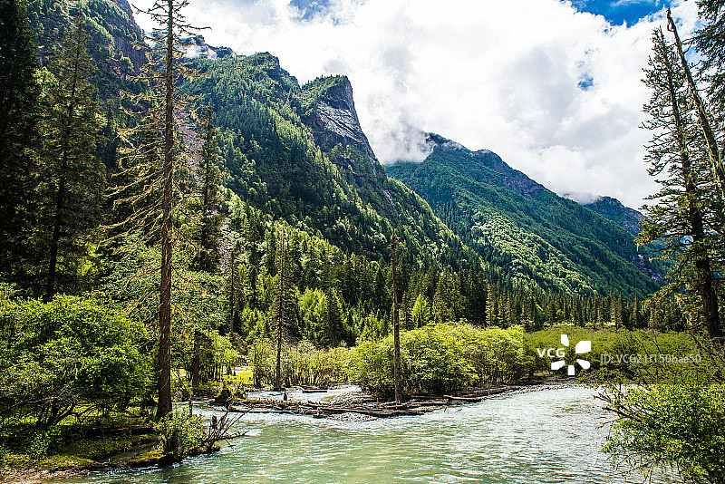 四姑娘山森林图片素材