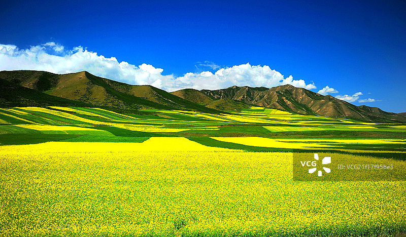 青海省门源油菜花田图片素材