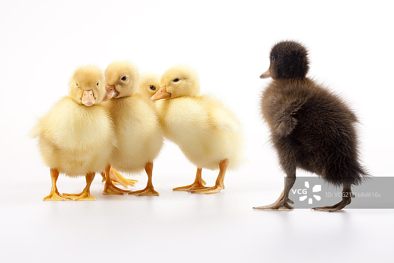 丑小鸭的故事图片素材