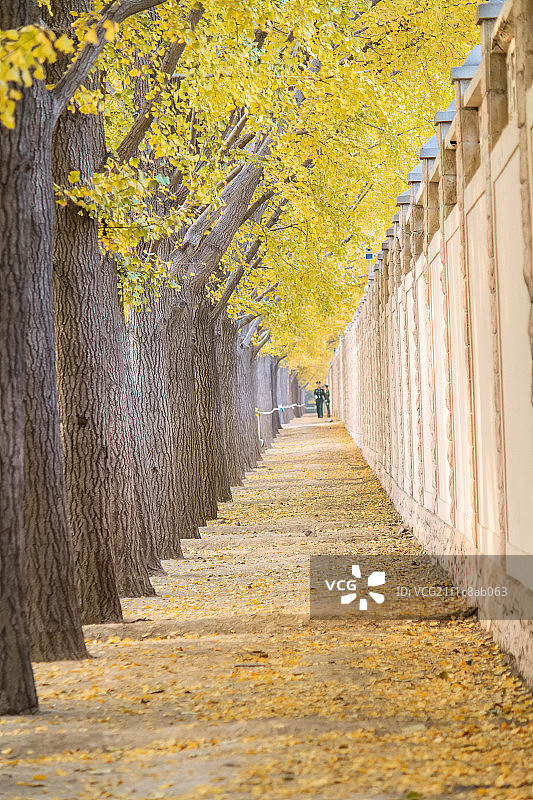 钓鱼台宾馆银杏大道图片素材