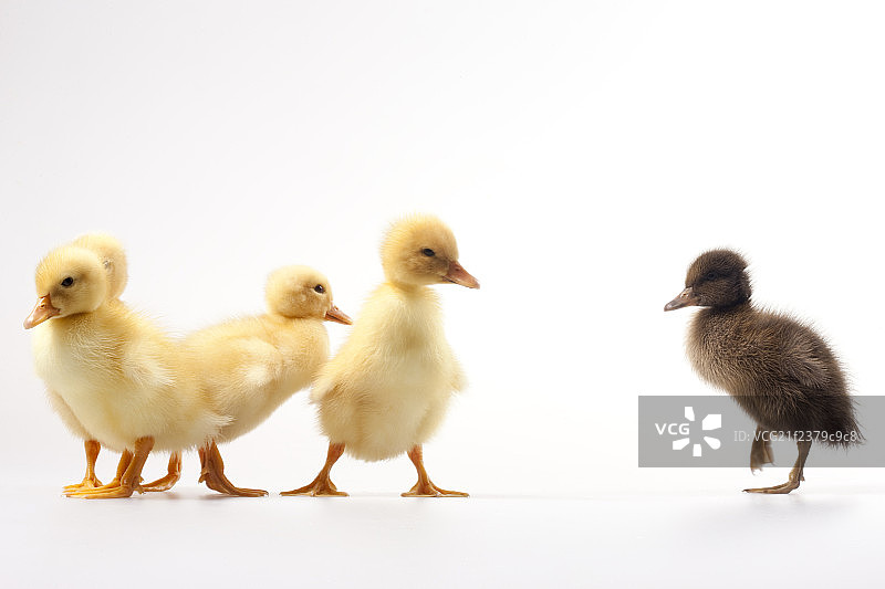 丑小鸭的故事图片素材