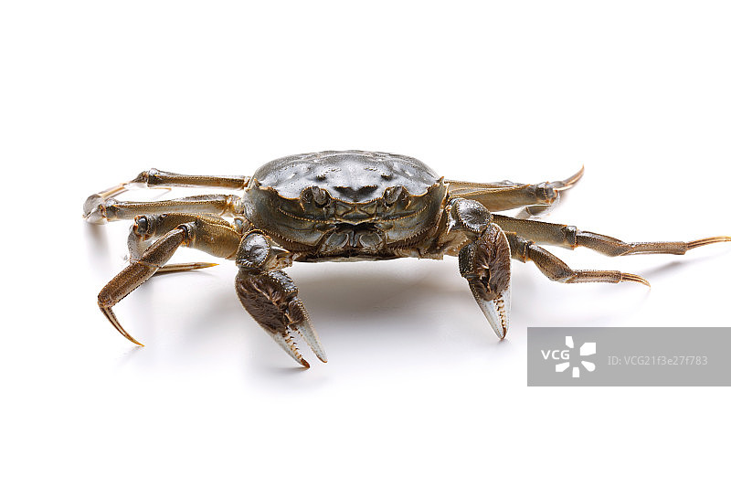 静物螃蟹图片素材