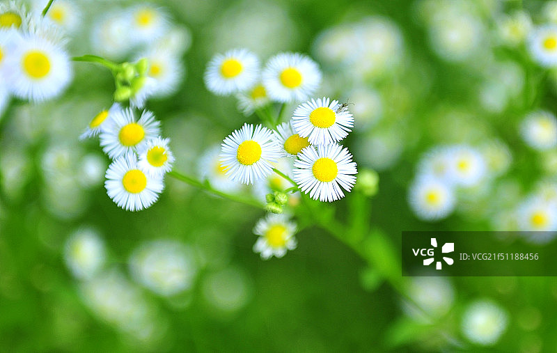 一簇白色的小花图片素材