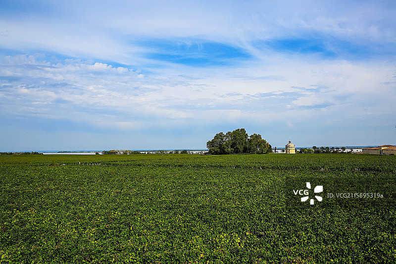 Vineyard of Chateau Latour, Bordeaux, France图片素材