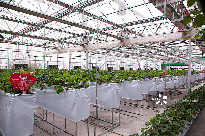 温室大棚种植草莓图片素材