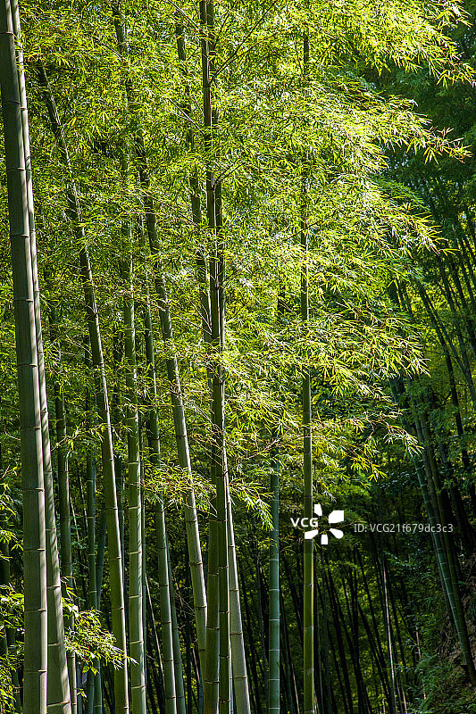 重庆茶山竹海图片素材
