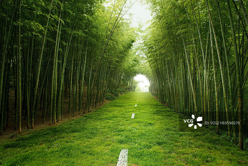 竹林中的道路图片素材