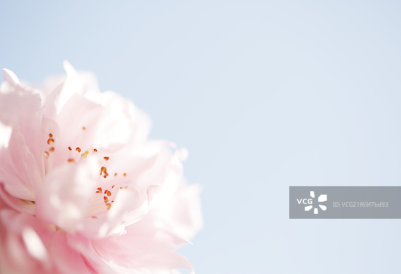 粉红浪漫概念鲜花特写微拍图片素材