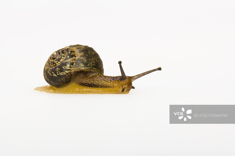 小蜗牛在活动中图片素材