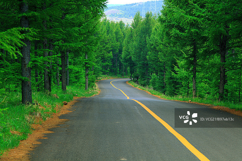 柏油路穿过松树林图片素材