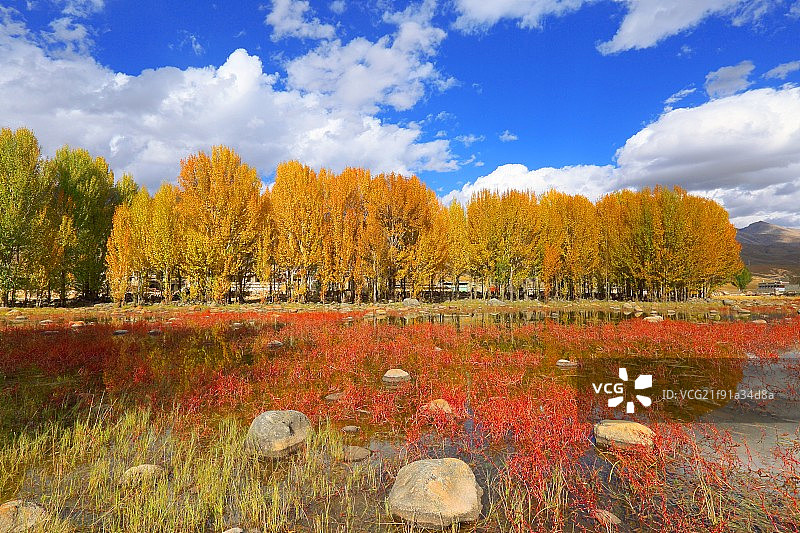 稻城亚丁青杨林风光图片素材