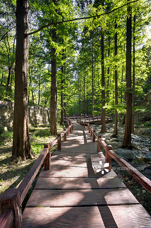 阳光下的北京植物园林中小径图片素材