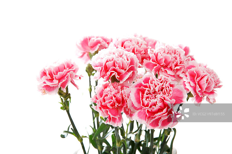 康乃馨图片素材