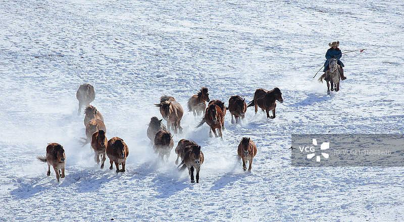 冬季的奔马图片素材