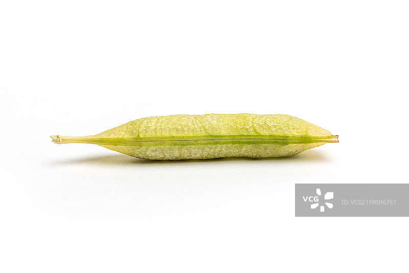 豌豆荚图片素材