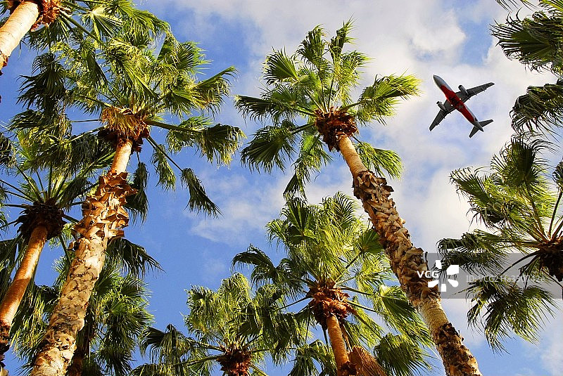 热带树图片素材