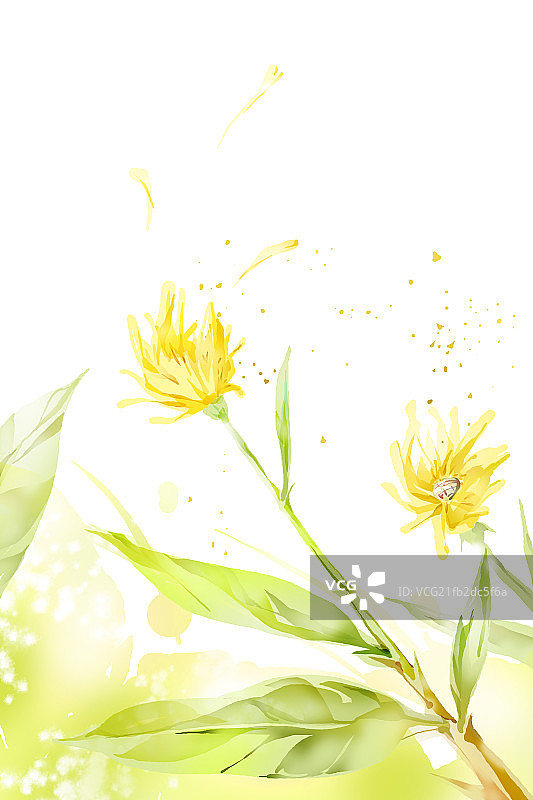 野菊花插画图片素材