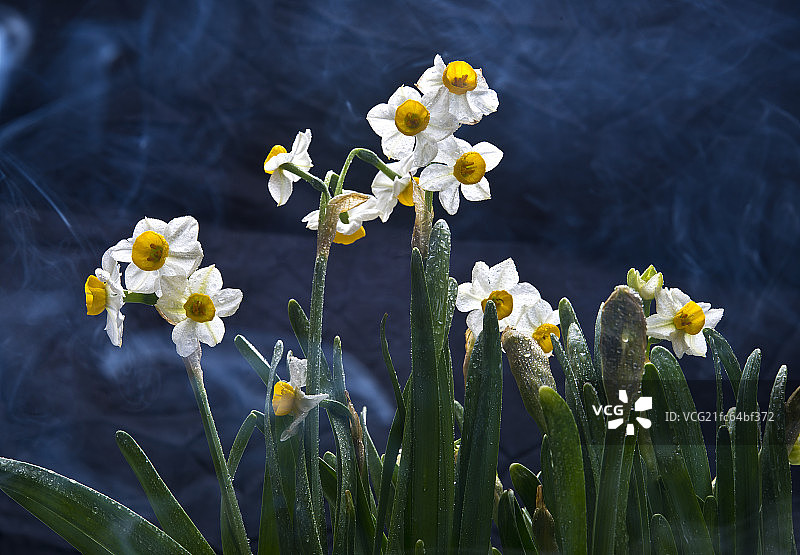 水仙花图片素材