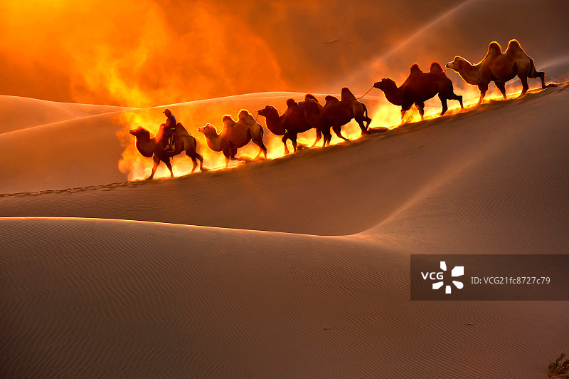 沙漠骆驼风光图片素材