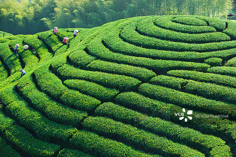 八卦茶园图片素材
