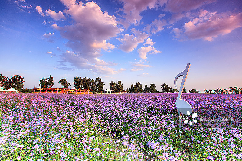 薰衣草庄园花海中的音符图片素材