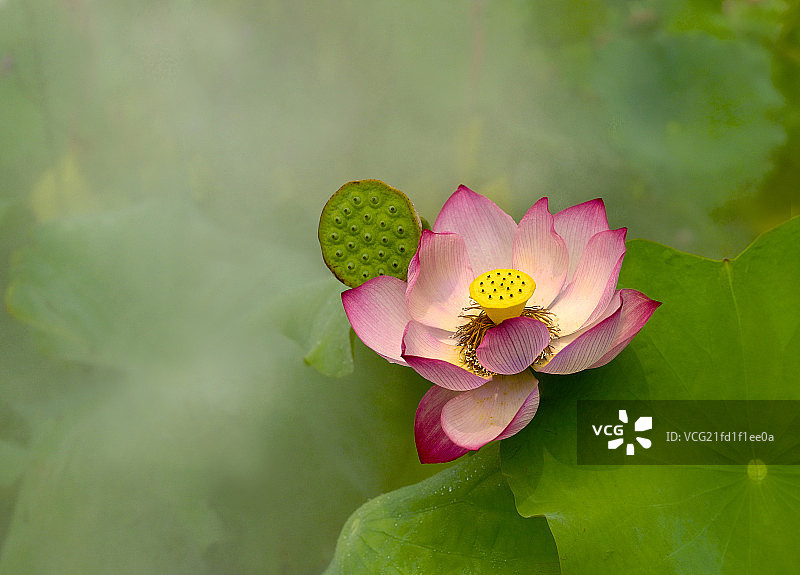 植物花卉荷花图片素材