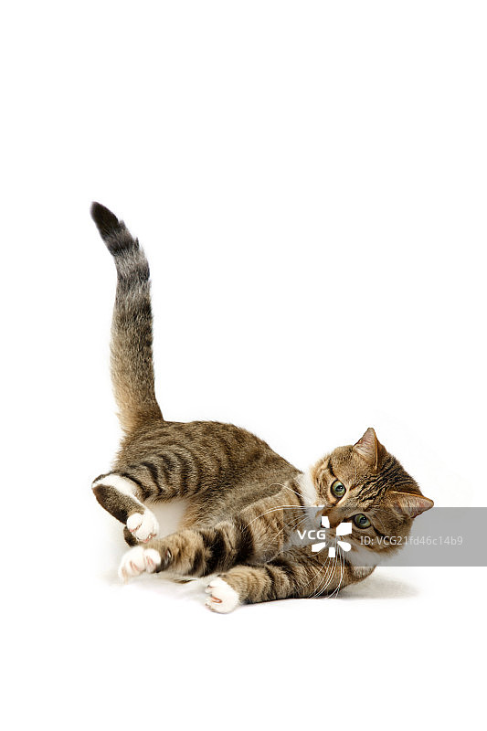 猫咪飞跃起来捕猎图片素材