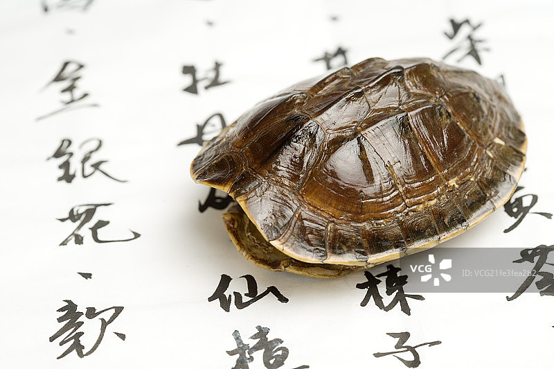 龟壳,龟板,中药,图片素材