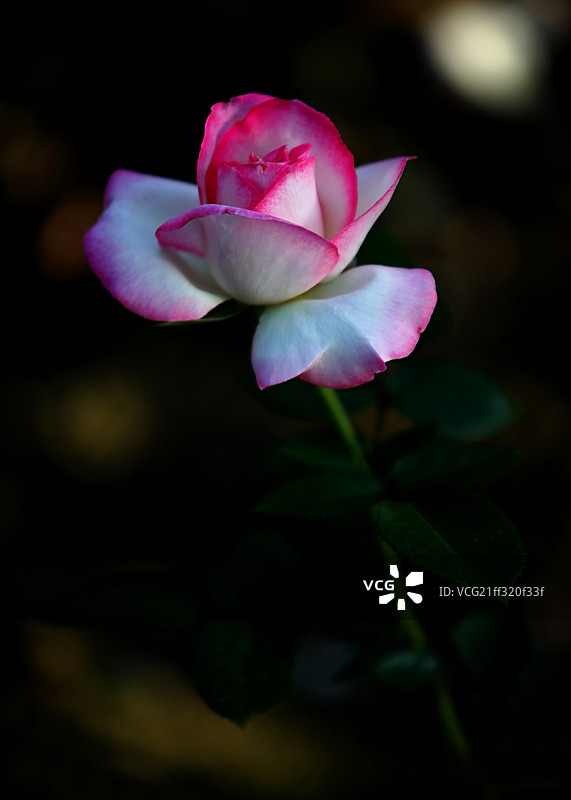 花图片素材