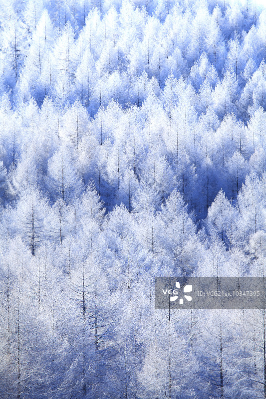 雾凇树木图片素材