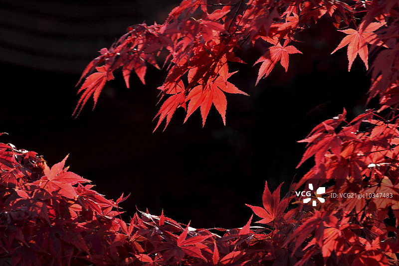 秋天的落叶图片素材