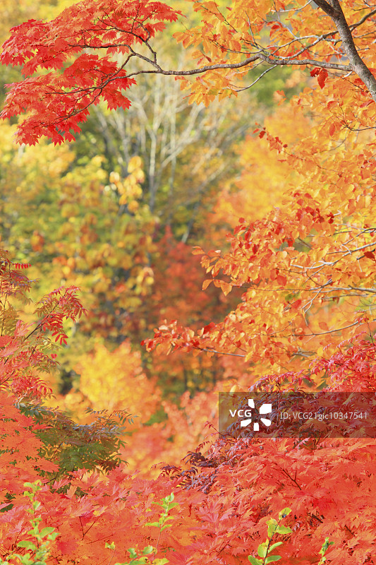 秋天的落叶图片素材