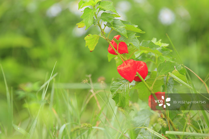 中国的灯笼图片素材