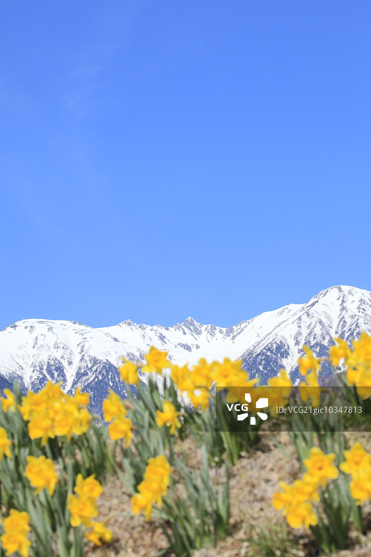 那喀索斯图片素材