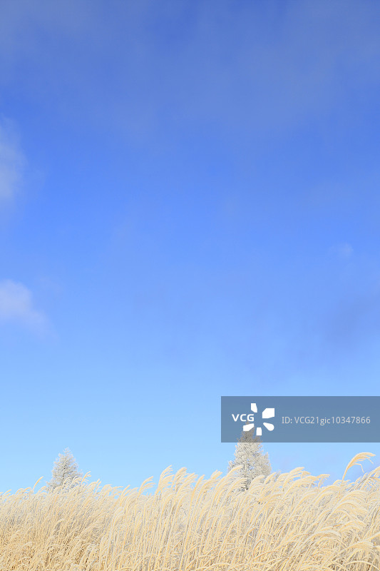 雾凇树木图片素材