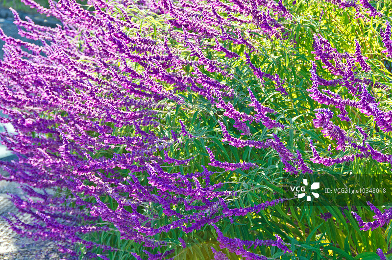 墨西哥鼠尾草图片素材