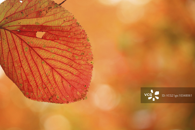 秋天的落叶图片素材