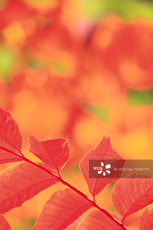 秋天的落叶图片素材