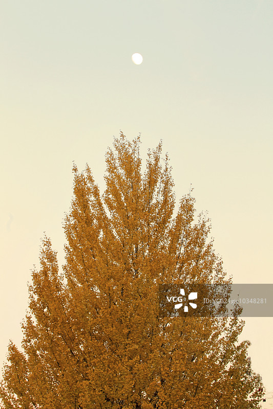 银杏的叶子图片素材
