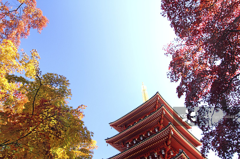五层宝塔与秋叶图片素材