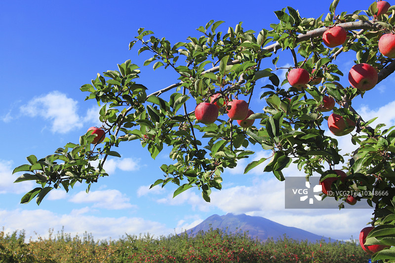 苹果树图片素材