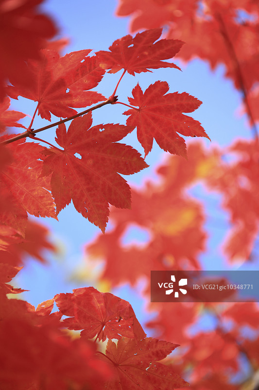 秋天的落叶图片素材