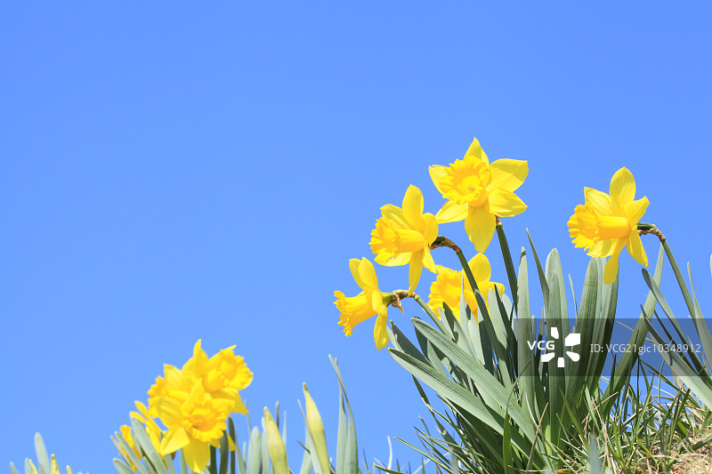那喀索斯图片素材