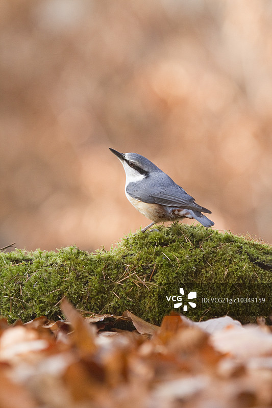 欧亚鳾图片素材