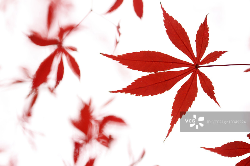 秋天的落叶图片素材