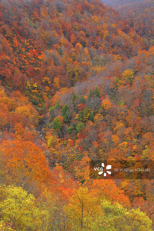 秋天的落叶图片素材