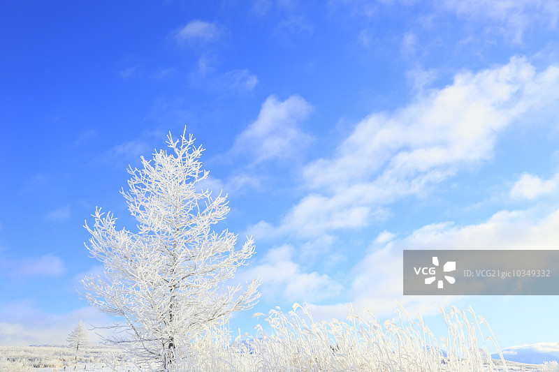 雾凇树木图片素材