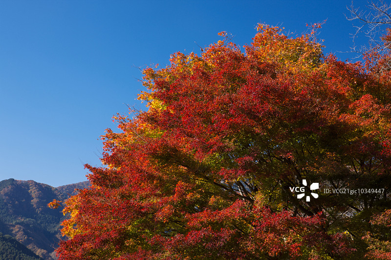 秋天的落叶图片素材